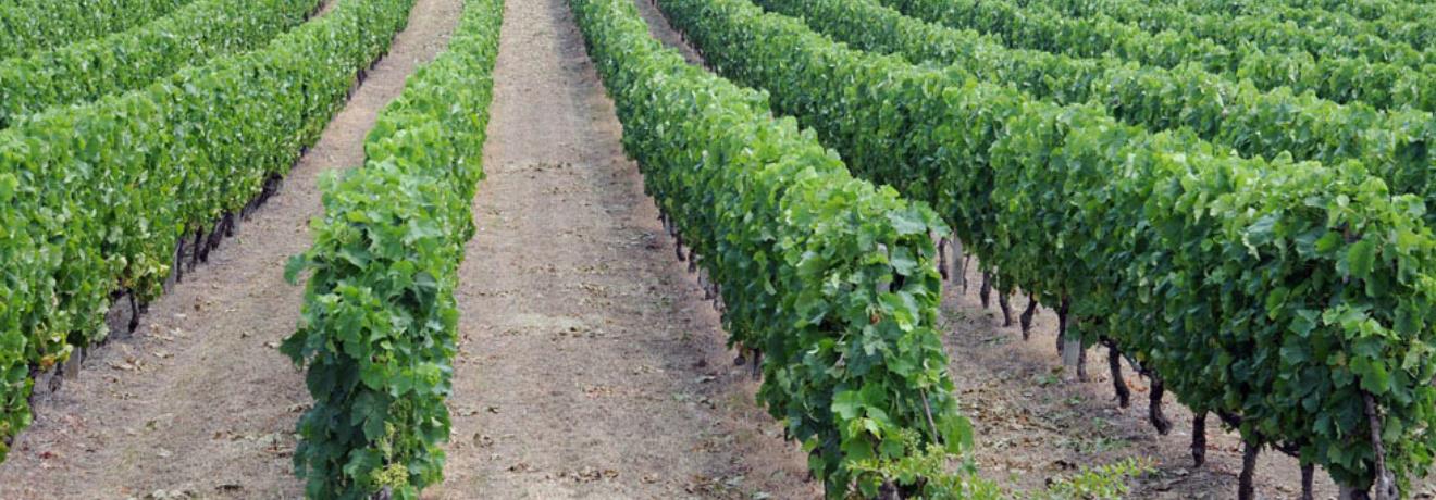 Malvasia vineyard