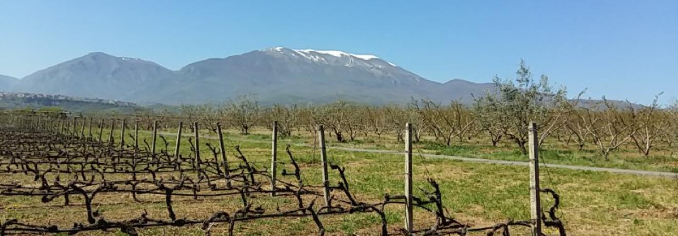 Vineyard