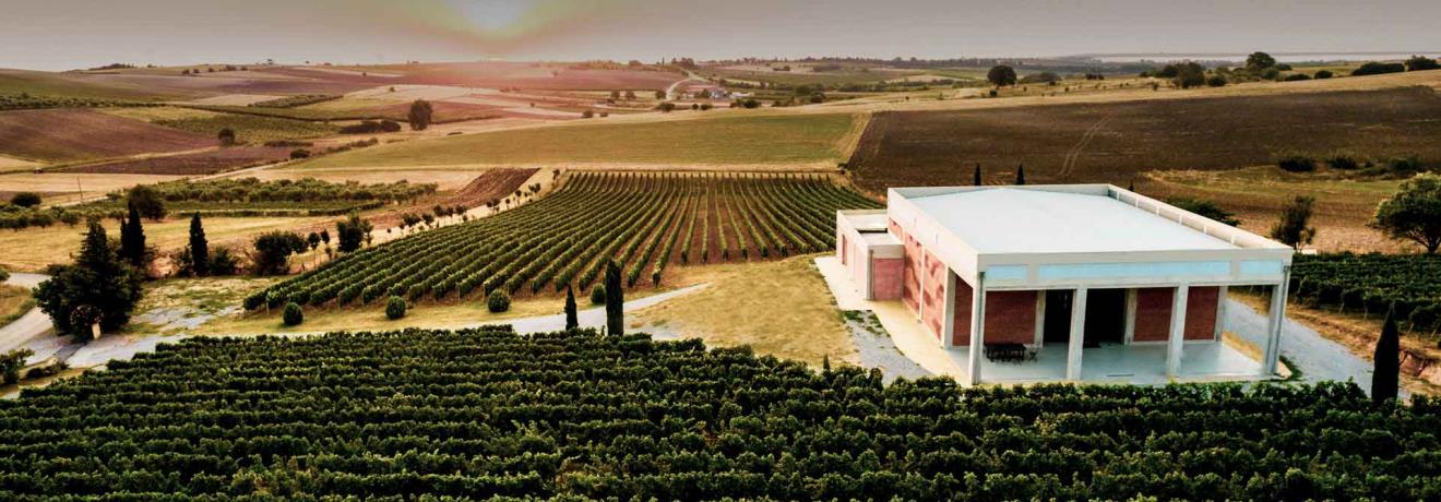 Vineyard - Winery