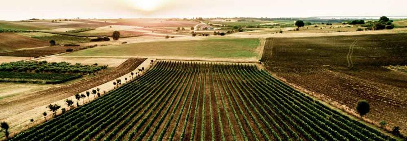 Vineyard
