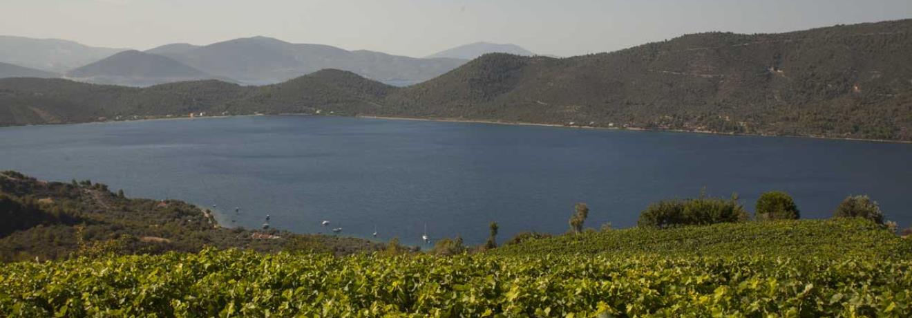 Vineyard