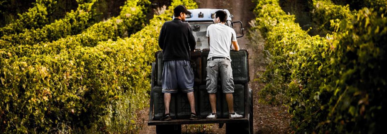 Vineyard