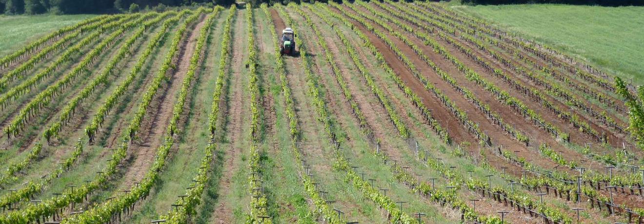 Vineyard