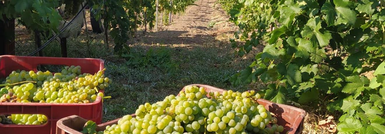 Grape Harvest