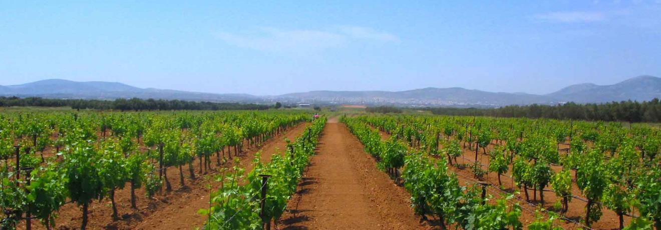 Vineyard