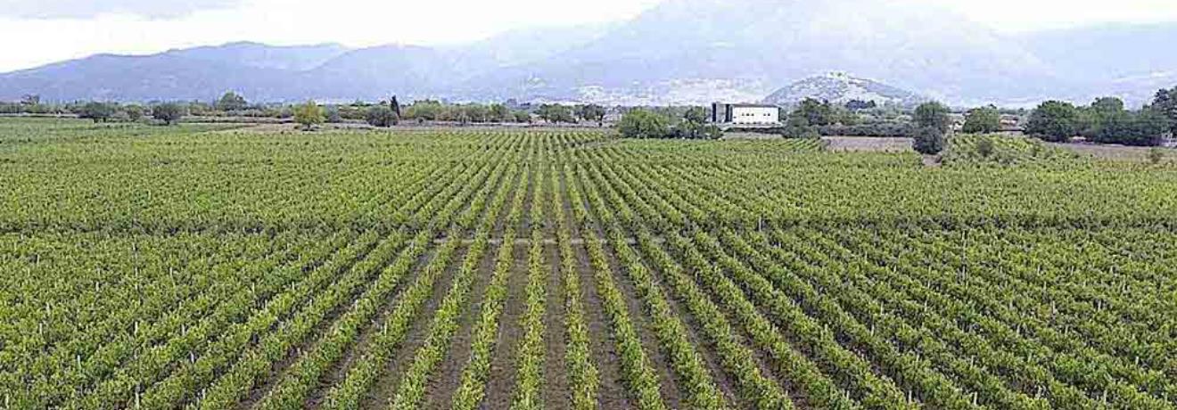 The Kambas Vineyard in Tripoli