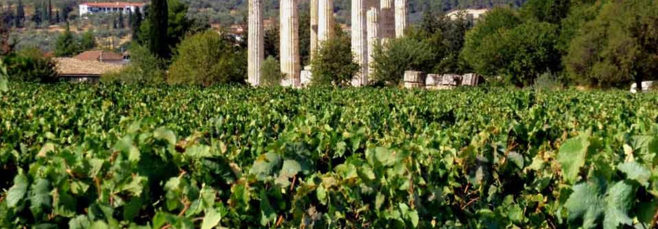 Αμπελώνας