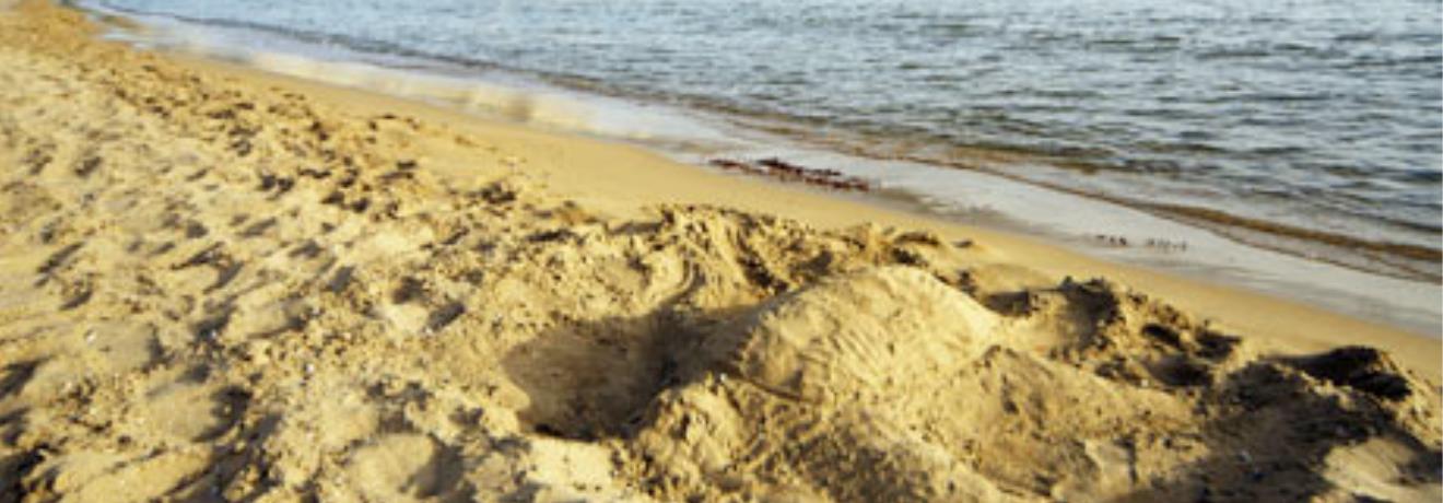 Παραλία ωοτοκίας