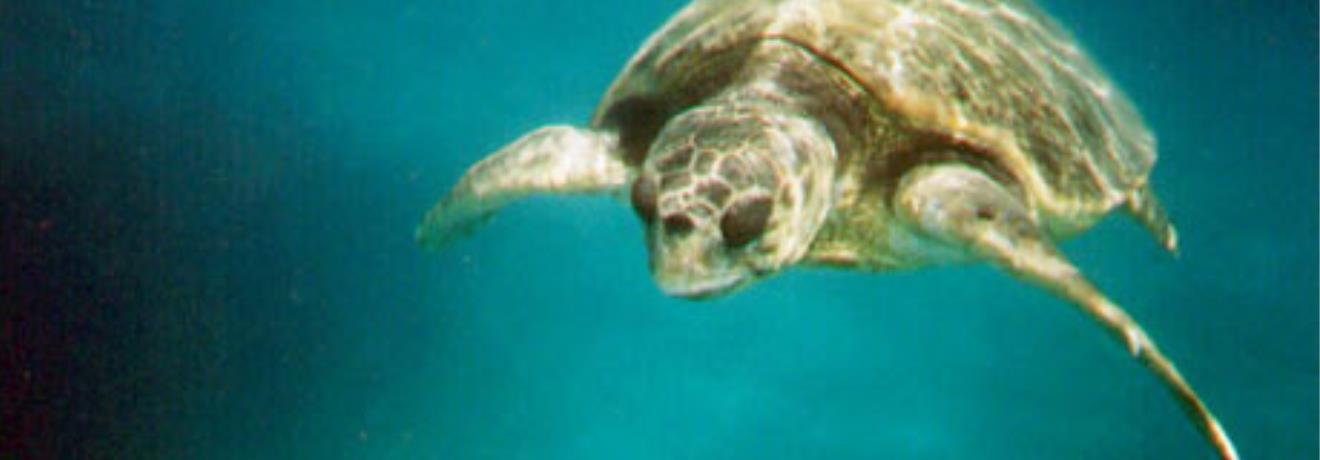 Caretta caretta