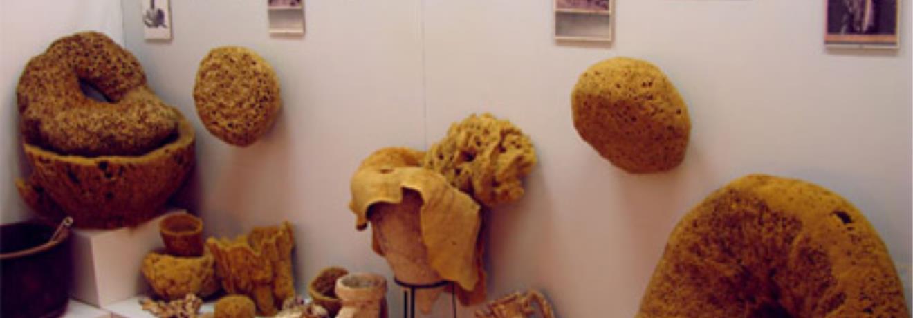Sponges