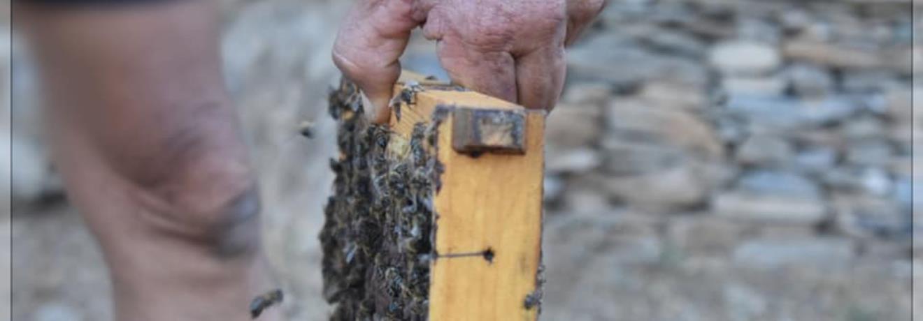 Honey extraction process