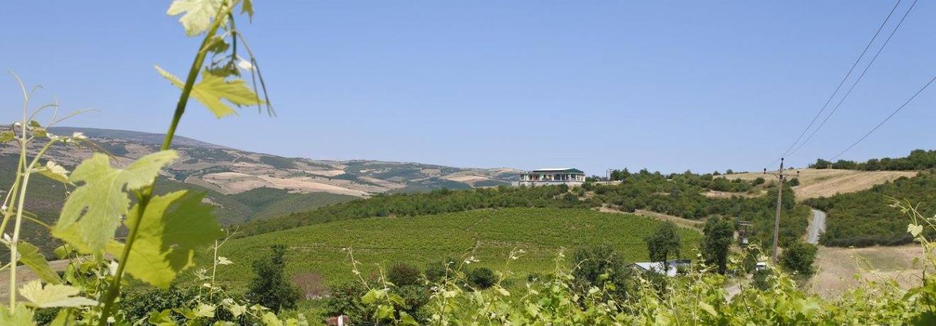 Winery - Vineyard