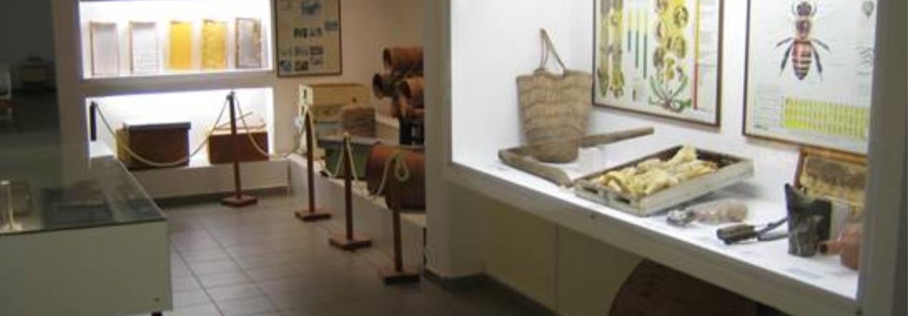 Bee Museum: View of the exhibition
